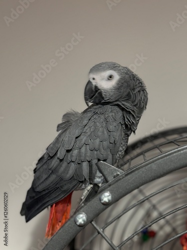 A pet African Grey Parrot standing on their birdcage
