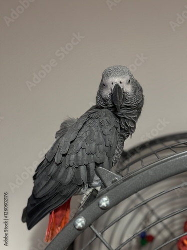 A pet African Grey Parrot standing on their birdcage