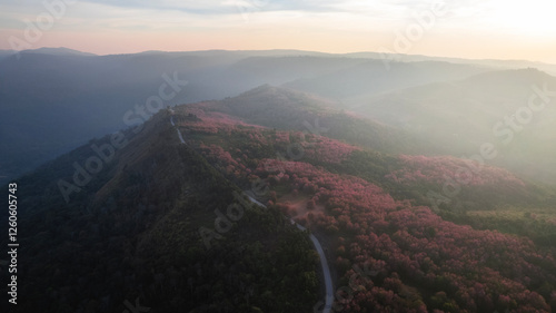 Aerial view  Phu Lom Lo with Beautiful Wild Himalayan Cherry. pink blossom Sakura flower or Prunus Cerasoides full bloom in Phu Hin Rong Kla National Park  Thailand. photo