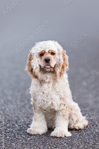 Golden Cocker Spaniel on a walk