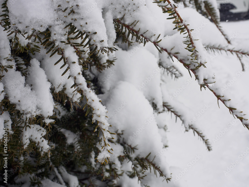 Conifer tree branches covered with snow, winter landscape.