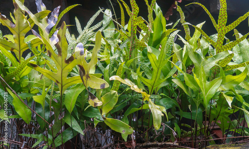 Lush Green Ferns with Natural Patterns and Brown Spots