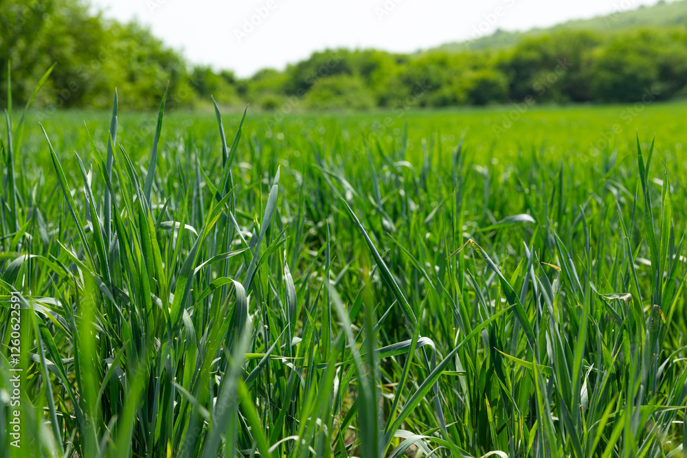 Seedlings of young shoots on field in spring. Green wheat sprouts on field against sky and clouds. Concept of life, growing sprouts. Wheat cultivation, agribusiness. Green grass on field Seedlings of young shoots on field in spring. Green wheat sprouts on field against sky and clouds. Concept of life, growing sprouts. Wheat cultivation, agribusiness. Green grass on field