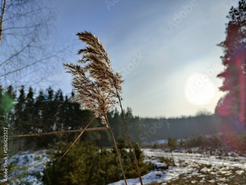 forest evening in winter