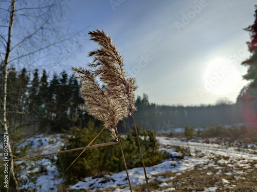 forest evening in winter