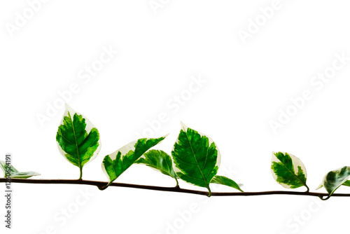 Green leaves on PNG background