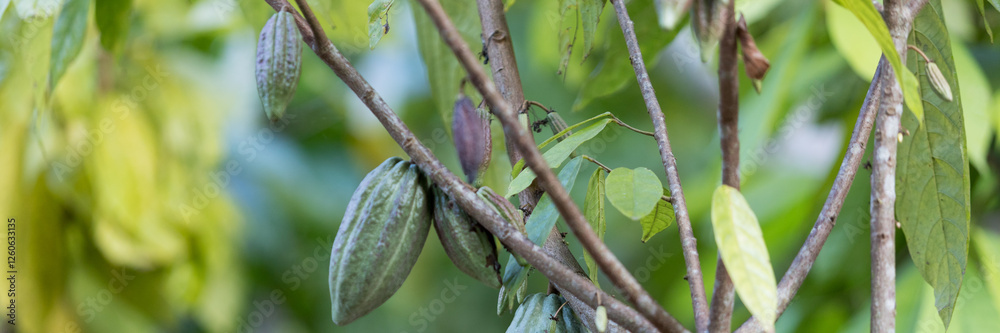 Cocoa tree with concept harvest agricultural business product fruit tree farm banner green, yellow orange brown red cocoa pod hanging on tree with ripe lush floor farmer Cocoa to Chocolate of people Cocoa tree with concept harvest agricultural business product fruit tree farm banner green, yellow orange brown red cocoa pod hanging on tree with ripe lush floor farmer Cocoa to Chocolate of people