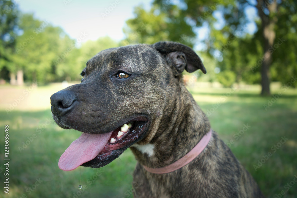 Closeup on dogs face with blurred out background Closeup on dogs face with blurred out background