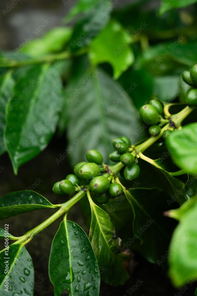 green coffee leaves and beans with water drops green coffee leaves and beans with water drops