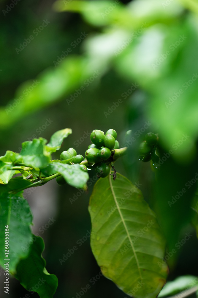 green coffee leaves and beans with water drops green coffee leaves and beans with water drops
