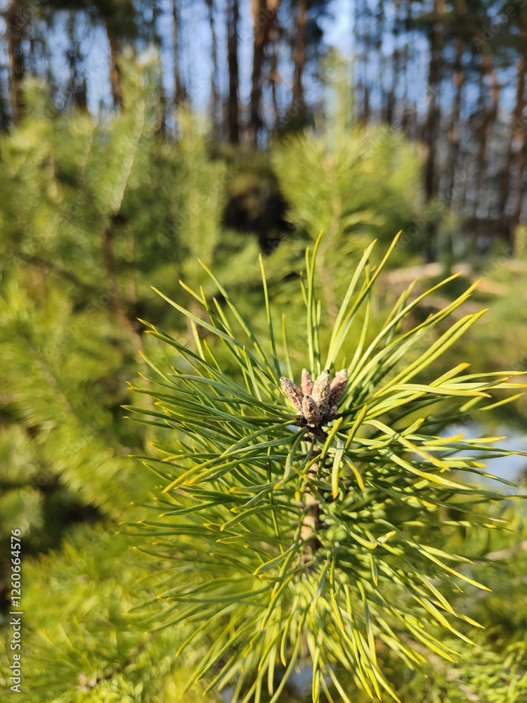 Winter forest trees pine bark young spruce Winter forest trees pine bark young spruce
