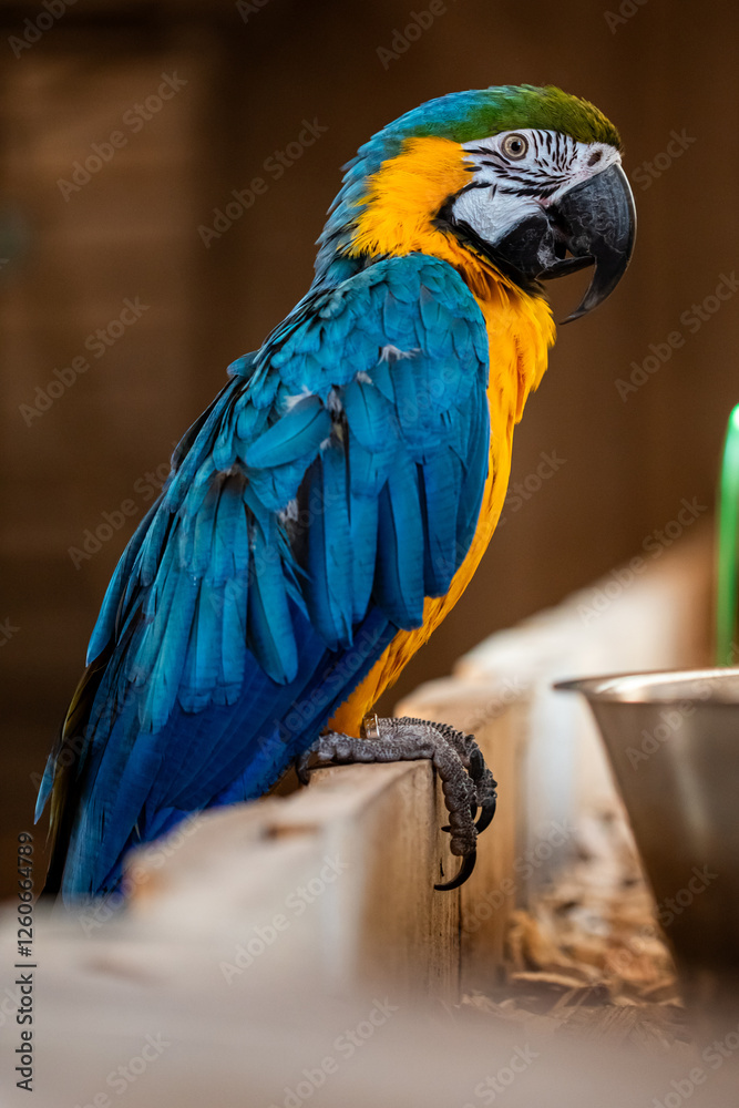 Portrait of parrot Ara ararauna