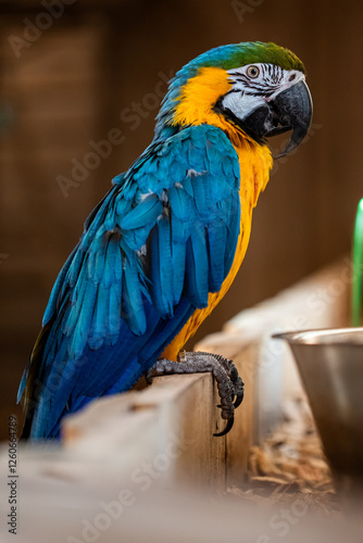 Portrait of parrot Ara ararauna