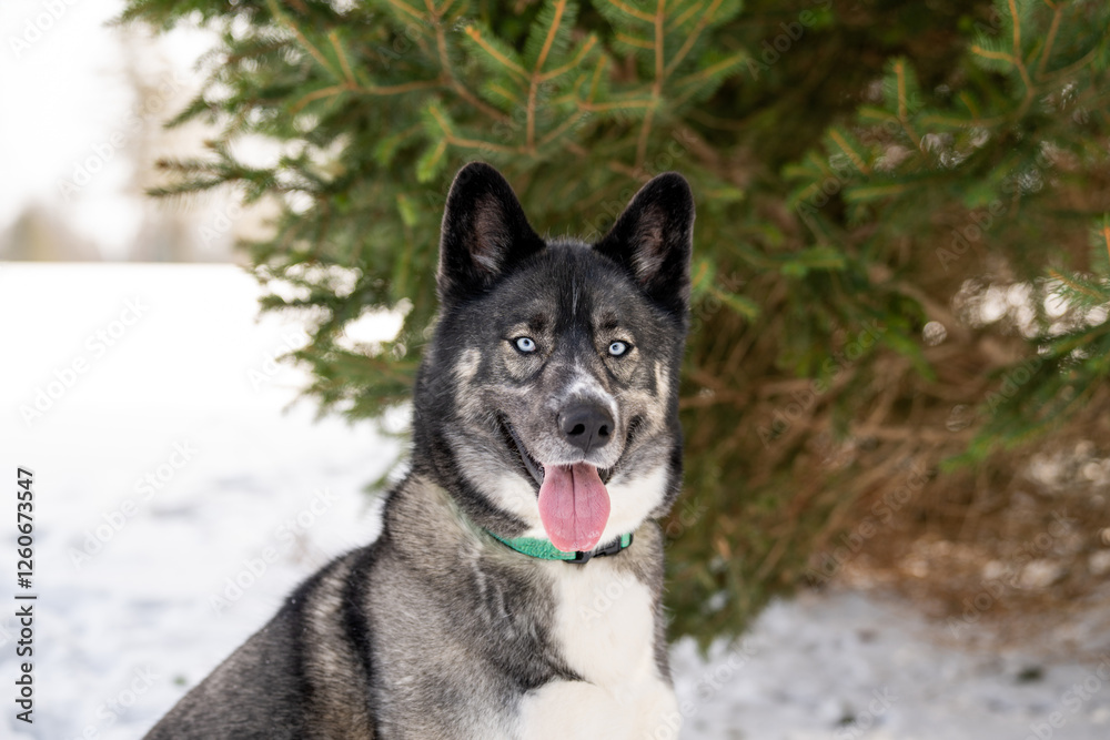 Naklejka premium Husky dog in the snow. Siberian husky with blue eyes in winter park. Dog playing outside in the winter, happy snow loving. 