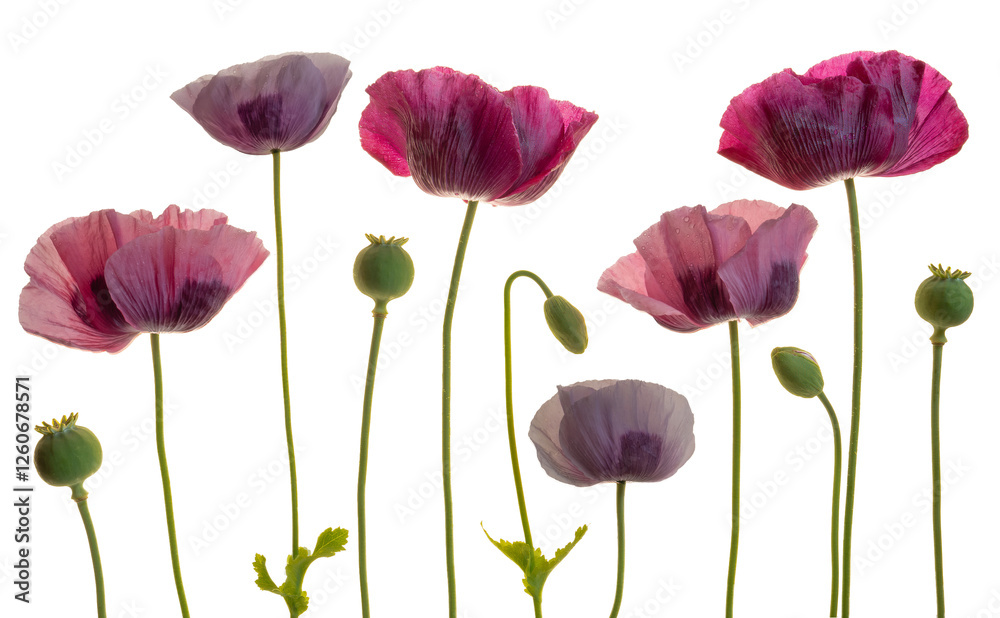 Fototapeta premium Set of opium poppies