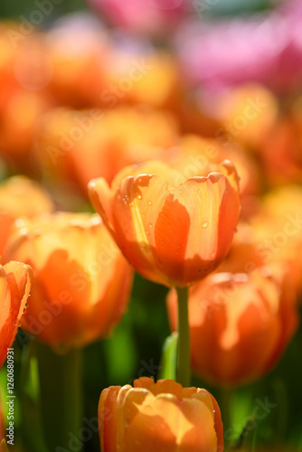 Wallpaper Mural Beautiful orange tulips in a spring garden Torontodigital.ca