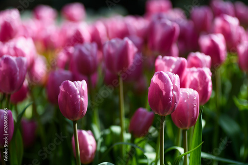 Beautiful pink tulips in a spring garden