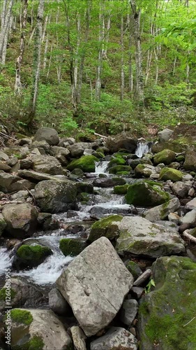 Wallpaper Mural 山奥の森の中を流れる水　源流　清流　せせらぎ　空撮　ドローン　移動撮影　環境　イメージ　縦型動画 Torontodigital.ca
