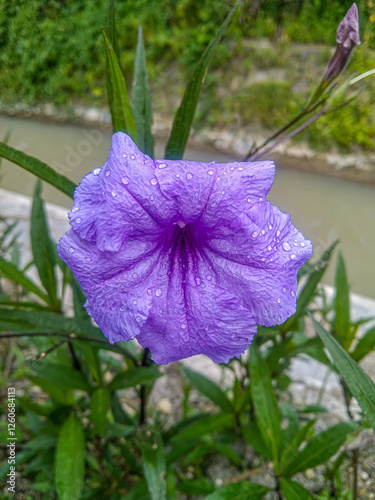 Close up of purple Ruellia flower with raindrops on it