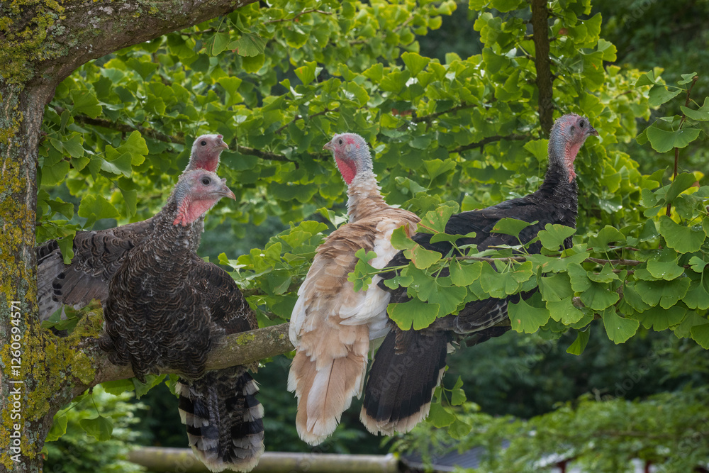 Junge Bronzeputen im Ginkgobaum.