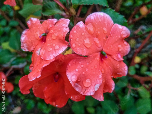 Close-up of bright Impatiens flowers with white edges, glistening with raindrops. Dark green leaves provide a contrasting backdrop.