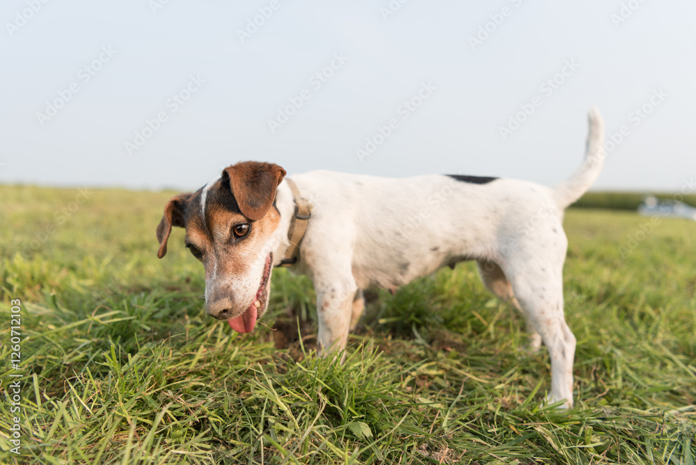 Small cute dog digging a hole in the ground in a meadow. Tricolor smooth coated Jack Russell Terrier 10 years old Small cute dog digging a hole in the ground in a meadow. Tricolor smooth coated Jack Russell Terrier 10 years old