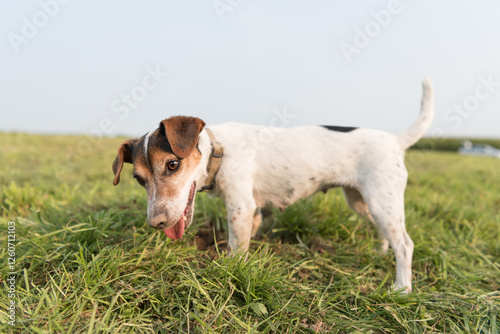 Small cute dog digging a hole in the ground in a meadow. Tricolor smooth coated Jack Russell Terrier 10 years old photo