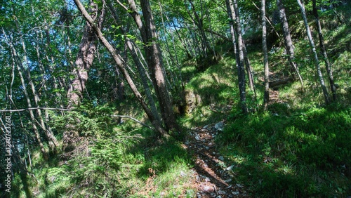 Nature in Bezzecca, Trento (Italy)