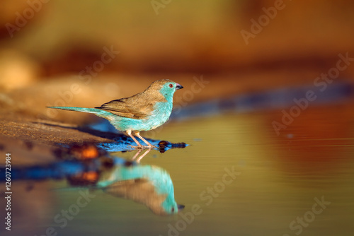 Blue-breasted Cordonbleu along waterhole in morning light with reflection  in Greater Kruger National park, South Africa ; Specie Uraeginthus angolensis family of Estrildidae photo