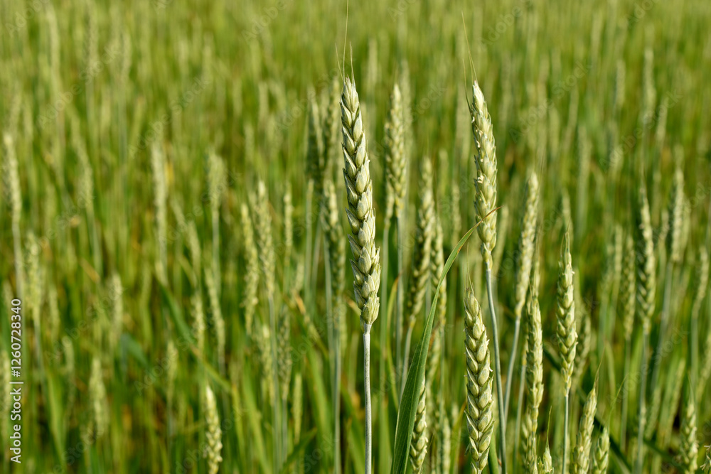 The picture shows a field with ripening green wheat. Ears of wheat. The picture shows a field with ripening green wheat. Ears of wheat.