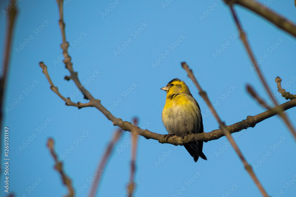 European Siskin Bird Perched on a Tree Branch Against Blue Sky European Siskin Bird Perched on a Tree Branch Against Blue Sky