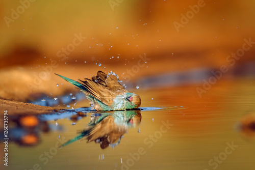 Blue-breasted Cordonbleu bathing in waterhole with reflection  in Greater Kruger National park, South Africa ; Specie Uraeginthus angolensis family of Estrildidae photo