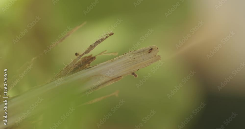 An ant is walking on a dry twig. An ant is walking on a dry twig.