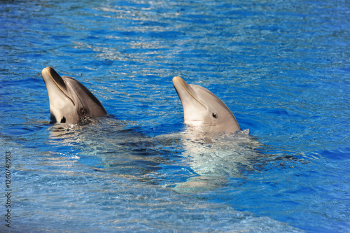 Les dauphins à Valencia en Espagne