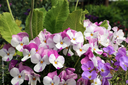 Closeup of white and purple Garden Pansies, Derbyshire England
 photo