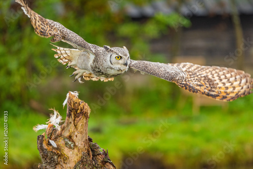 Owl spreading it's wings during flight 