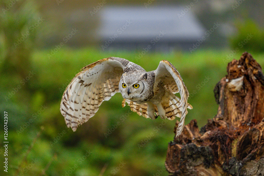 Fototapeta premium Owl spreading it's wings during flight 