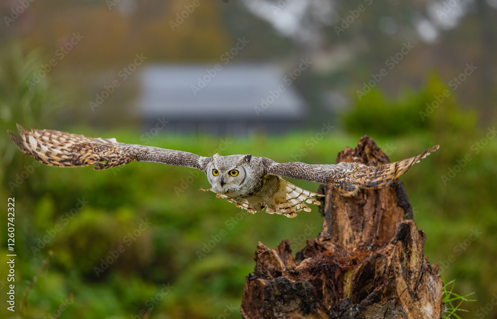 Fototapeta premium Owl spreading it's wings during flight 