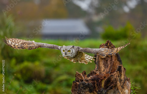 Owl spreading it's wings during flight 