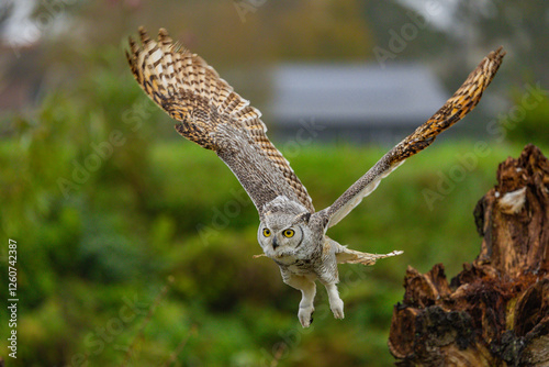 Owl spreading it's wings during flight 