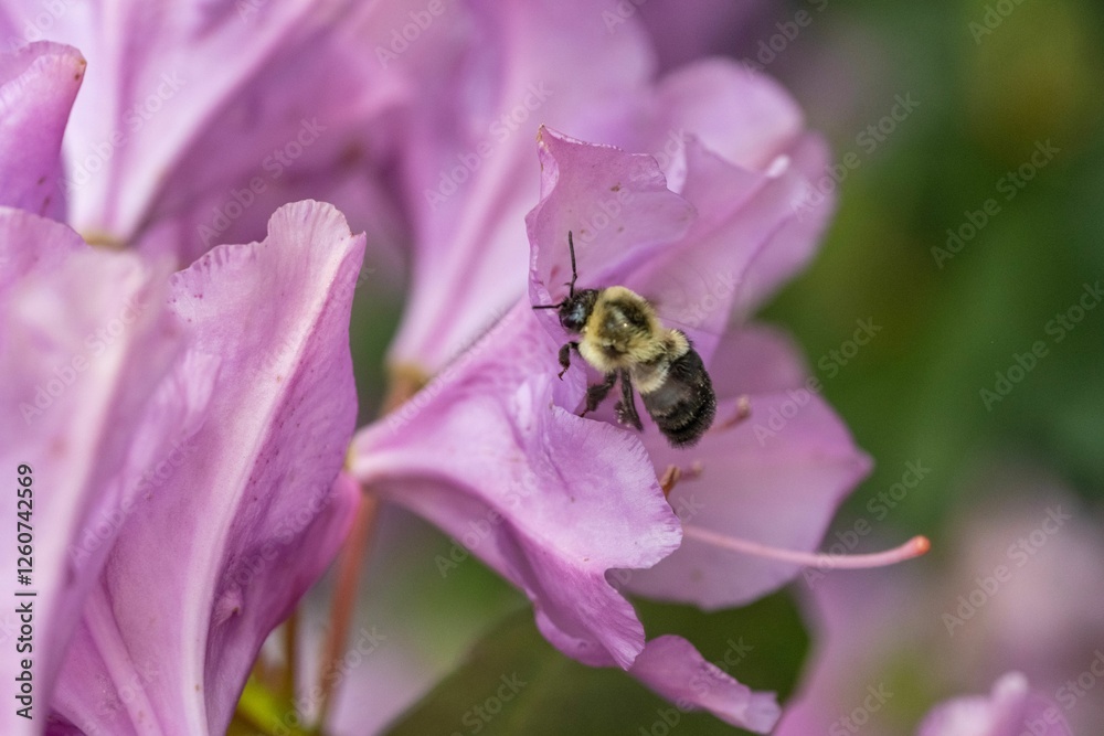 Bee pollinating a purple flower Bee pollinating a purple flower