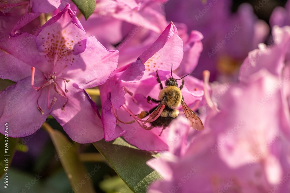 Fototapeta premium Bee pollinating pink rhododendron flowers