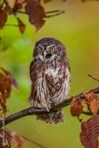 Owl sitting in a tree
