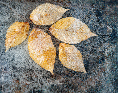 Autumn leaves of American beech tree (Fagus grandifolia) frozen in ice in winter. photo