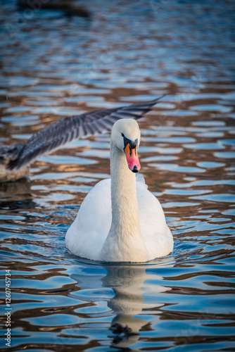 Fototapeta Naklejka Na Ścianę i Meble -  Cisne