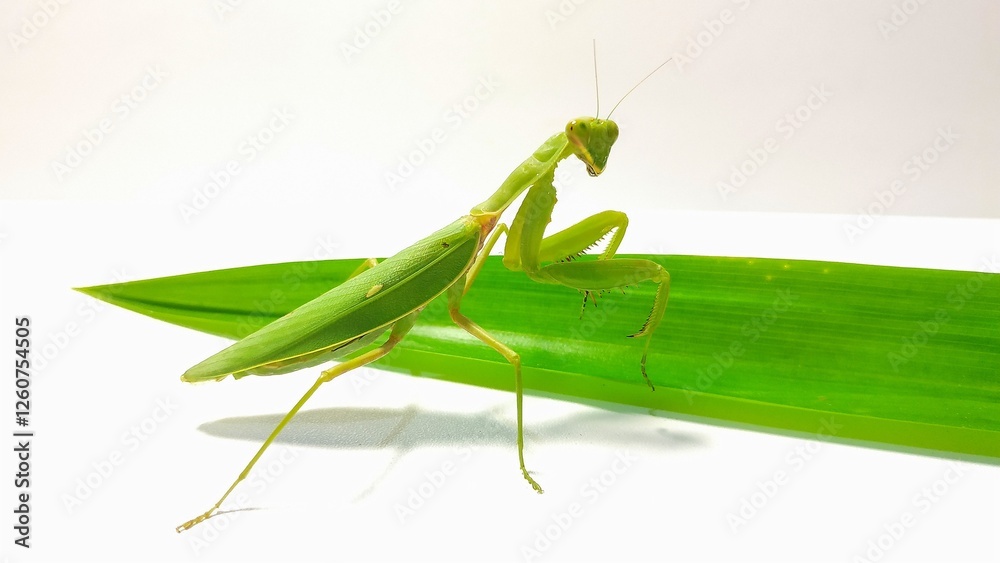pose of a green praying mantis facing the camera in front of green pandan leaves on a white background pose of a green praying mantis facing the camera in front of green pandan leaves on a white background