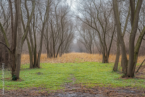 A Hazel Coppice, Vibrant With Greenery And Wildlife