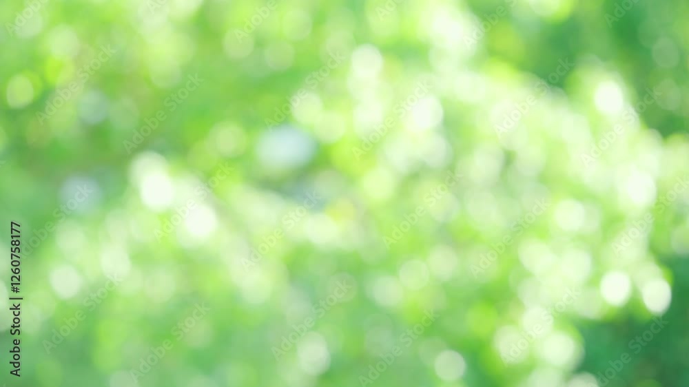 sunny green natural blurred bokeh lights, abstract background banner with sun glare, green foliage flutter in wind, summertime season, good weather, natural placement presentation