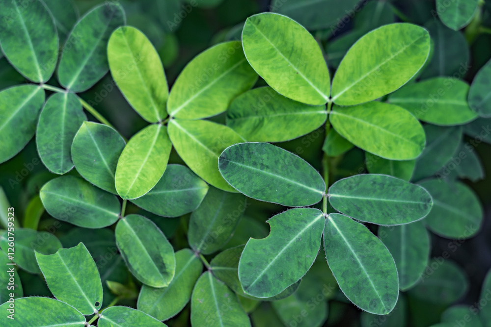 St. Patricks Day Background. Grunge green background with four leaf clovers St. Patricks Day Background. Grunge green background with four leaf clovers