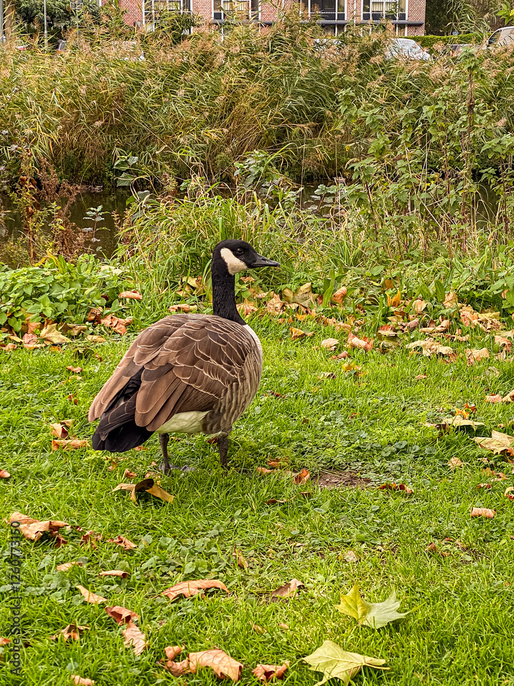 Canada Goose walking on the grass in the park in autumn season